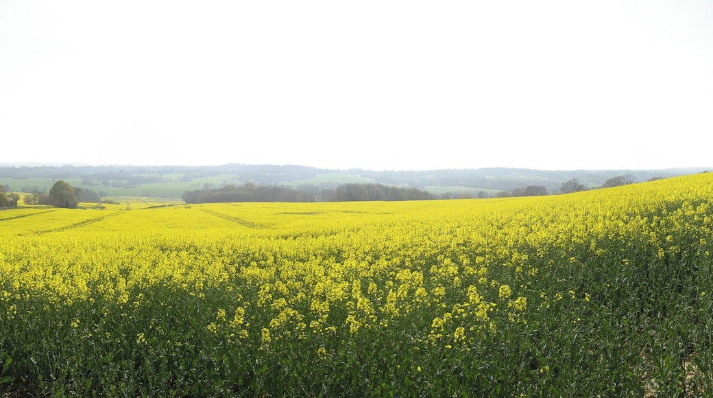 Rapeseed Field, Standen Street, Iden Green