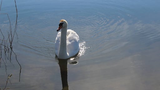 Saw this swan when walking the dog.