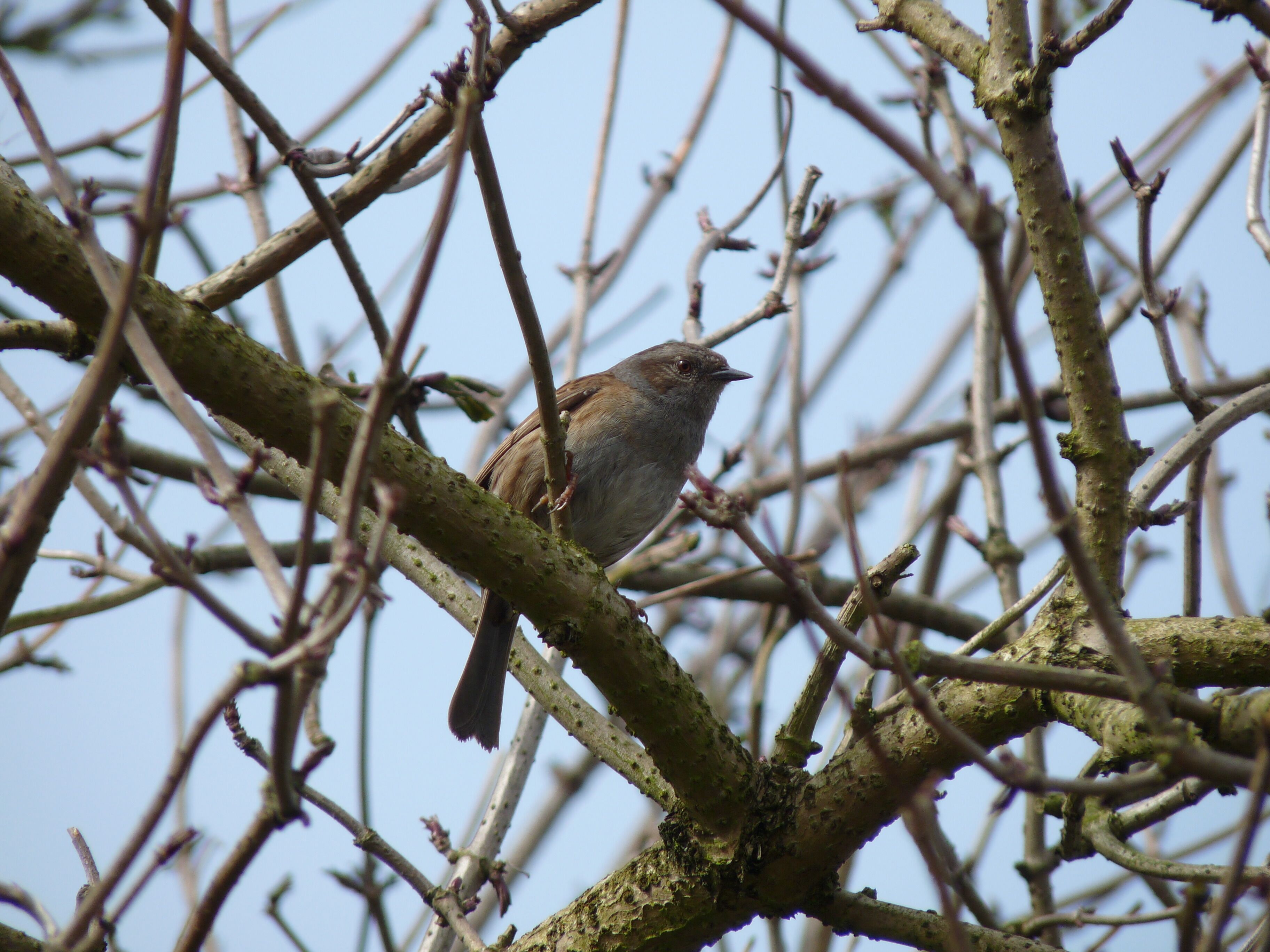 Latin name Prunella modularis Family Accentors (Prunellidae) Overview A small brown and grey bird. Quiet and unobtrusive, it is often seen on its... Where to see them ... When to see them All year round. What they eat Insects, spiders, worms and seeds.