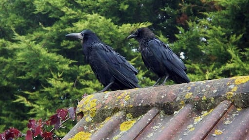 Adult & juvenile Rooks Corvus frugilegus, Exeter Theme Park