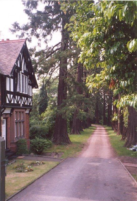 Driveway to Sunnycroft, Wellington. The driveway passes through an avenue of pine trees. A lodge guards the gateway.