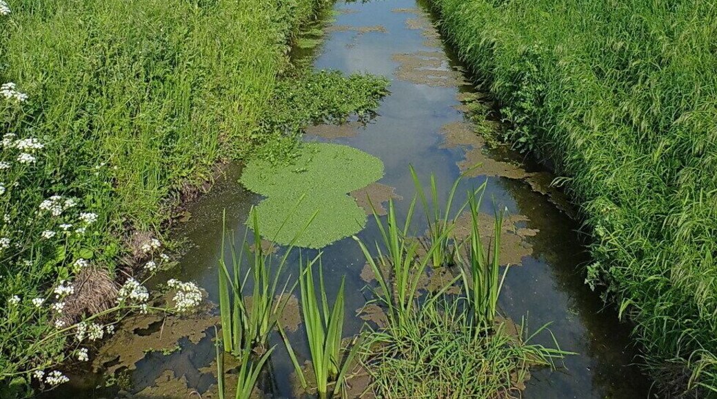 A drain on Eyton Moor