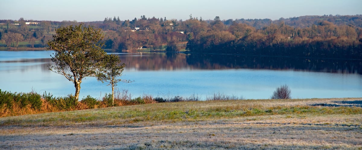 A lake with a tree in the foreground and houses in the background.