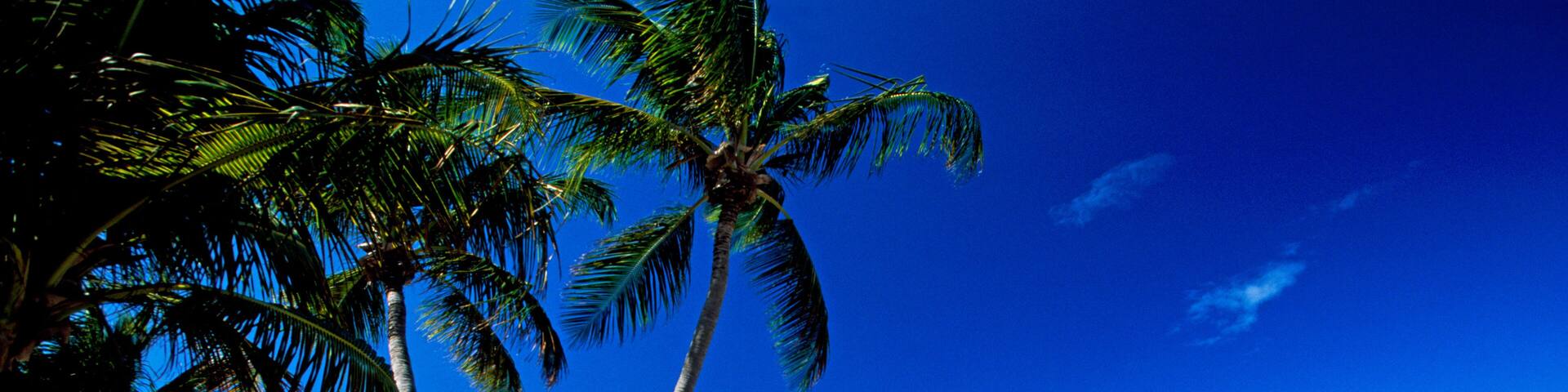 A beach with palm trees, a sandy shore, and the ocean.