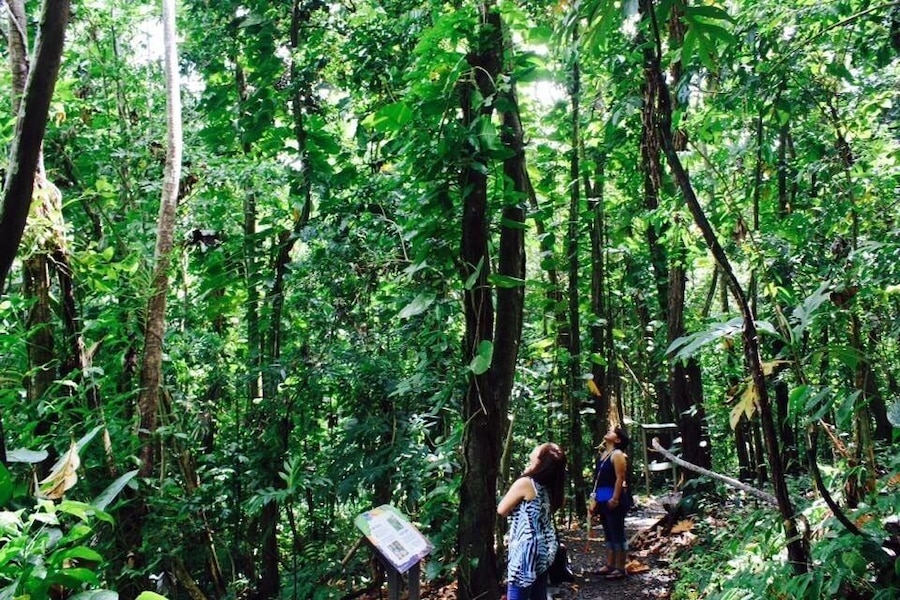 El Yunque National Forest formerly known as The Luquillo National Forest and the Caribbean National Forest is located in the northeastern part of Puerto Rico. It is the only tropical rainforest found in the United States a National Forest System.
Ample rainfall creates a jungle like setting- lush foliage., waterfalls, rivers are a prevalent sight. The Forest has a number of trails from which the jungle like territory's flora and fauna can be appreciated.(Wikipedia )