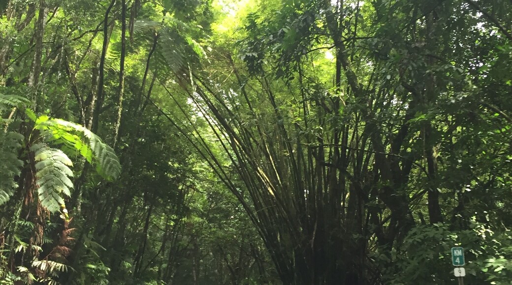Afternoon drive through the Rainforest #green