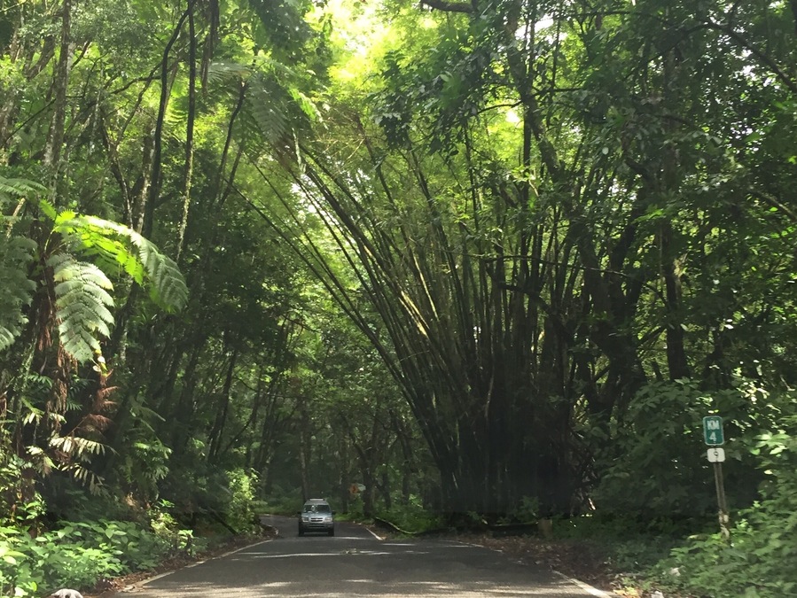 Afternoon drive through the Rainforest #green