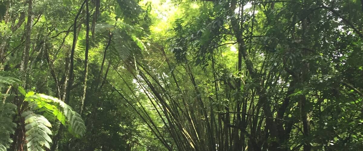 A road flanked by dense bamboo forest.