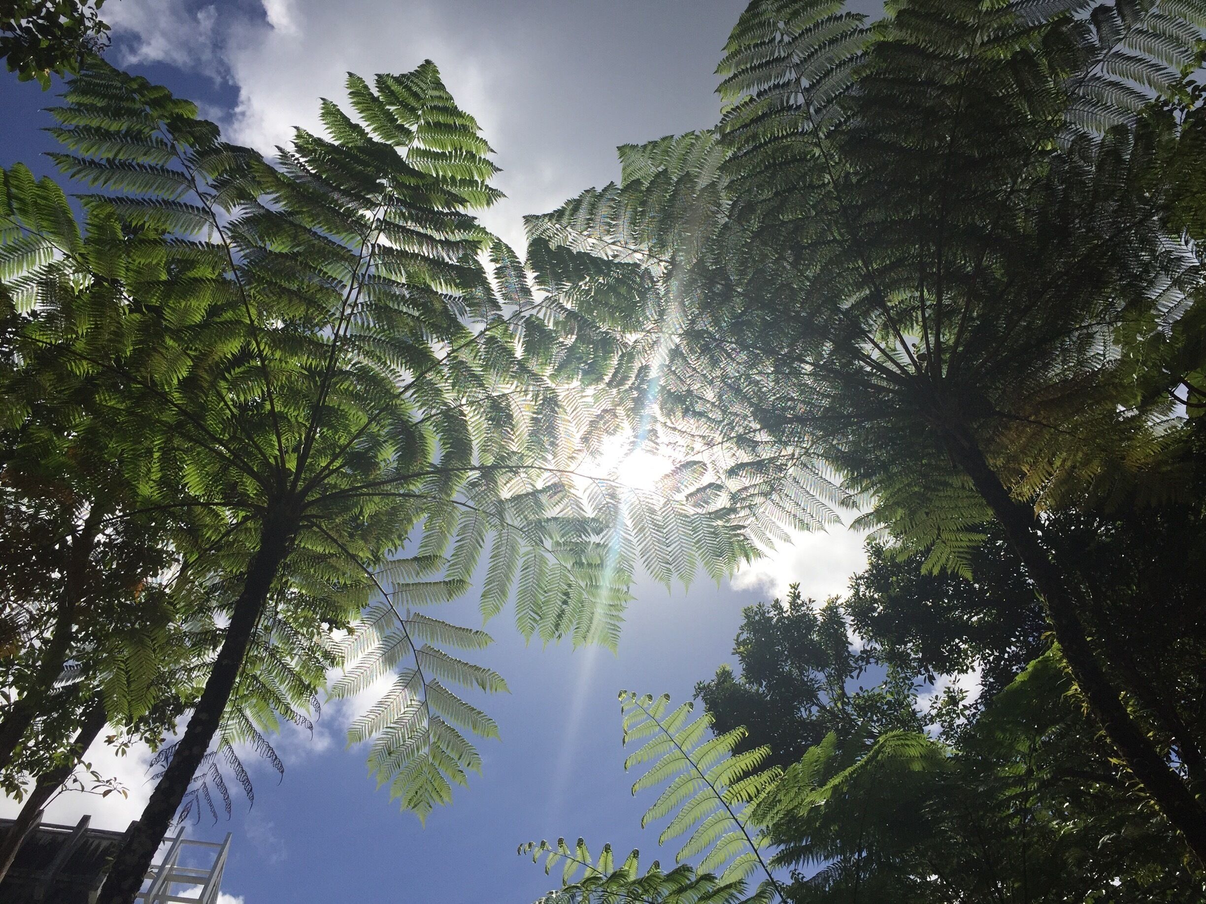 Where the sun peeks through trees that your eyes have never seen before #lifeatexpedia #magic #adventuresatexpedia