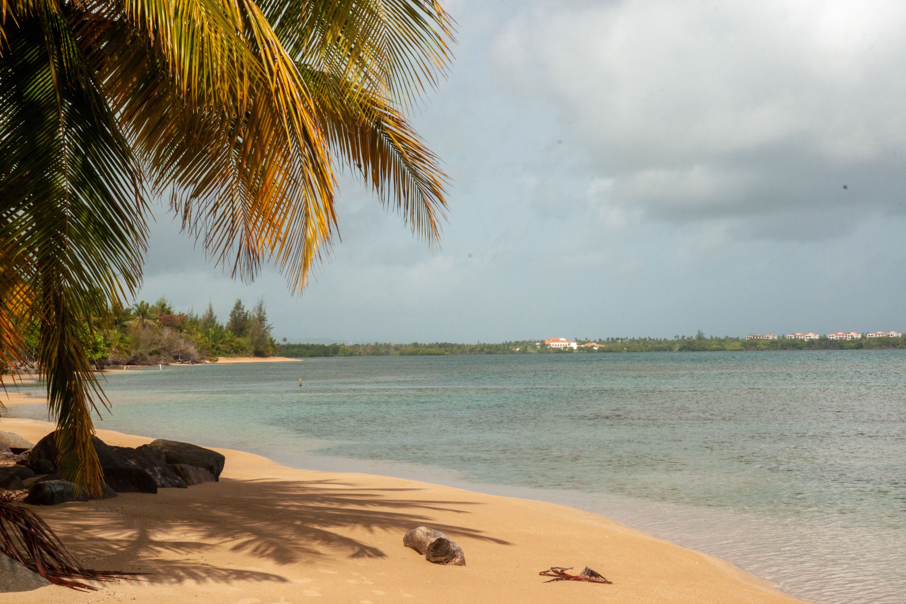A beach with clear turquoise water, a palm tree, and distant buildings.