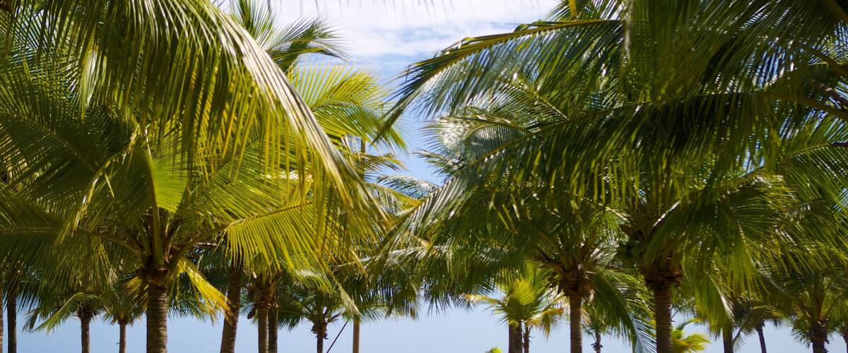 Tela featuring a beach and tropical scenes