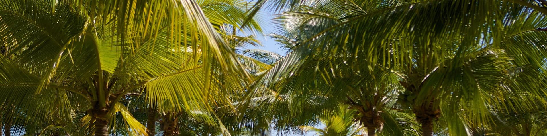 Una playa con palmeras y el océano.