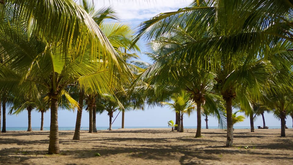 Tela som inkluderer tropisk landskap og strand
