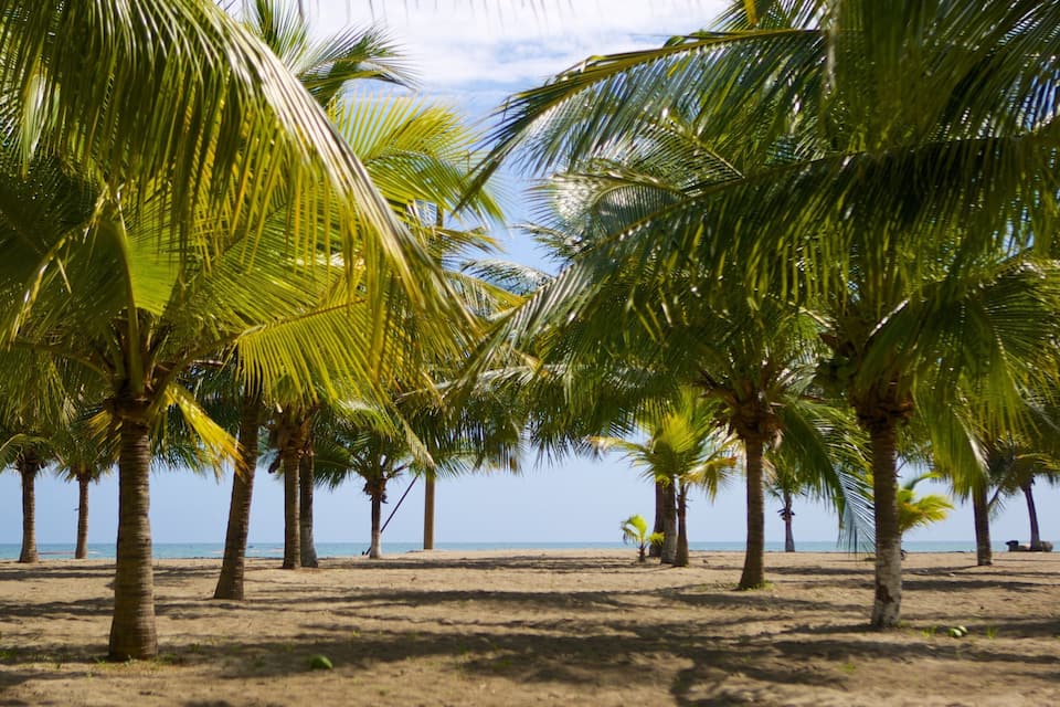 Une plage bordée de palmiers, avec l’océan en toile de fond.