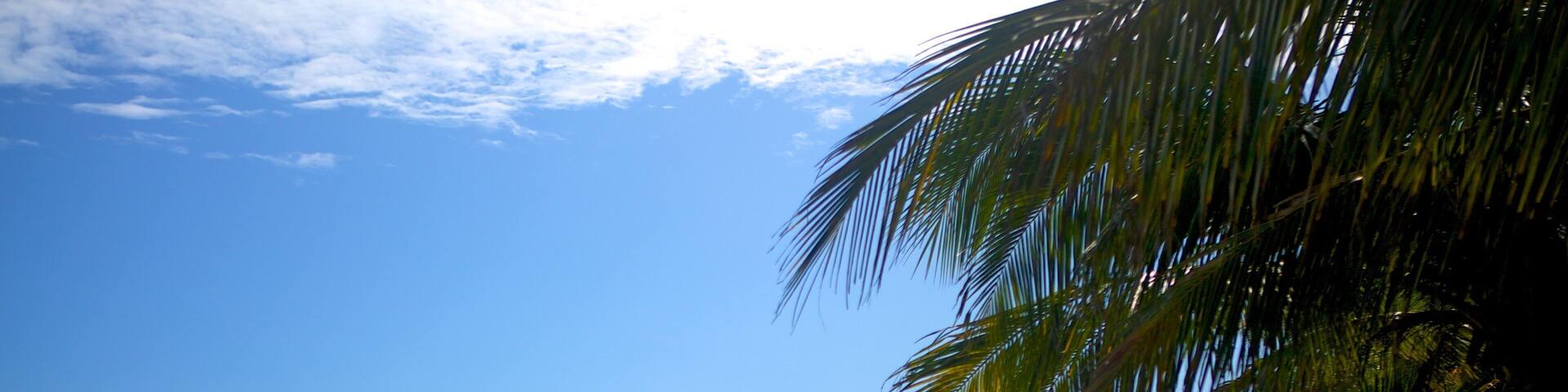 Tela showing a sandy beach and tropical scenes