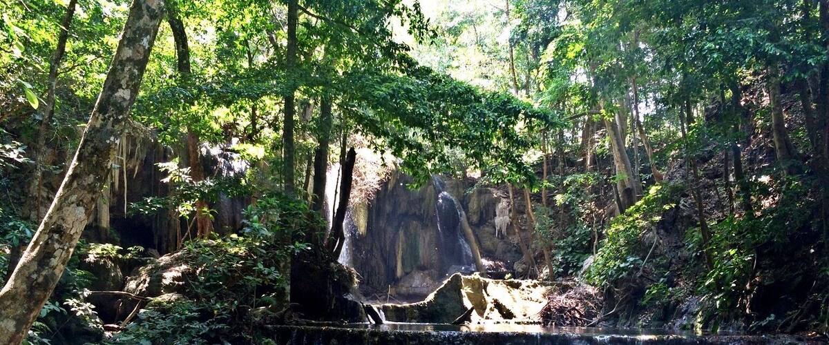 A forested area with a clear water stream cascading over rocks.