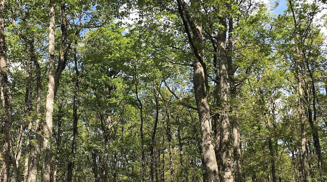 Beautiful forest walk ♥️🇫🇷