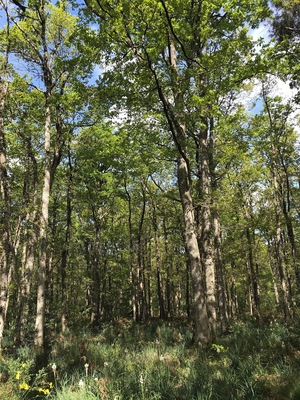 Beautiful forest walk ♥️🇫🇷