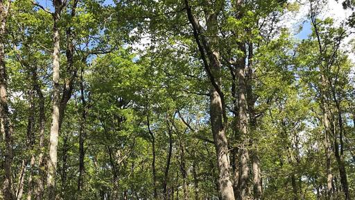 Beautiful forest walk ♥️🇫🇷