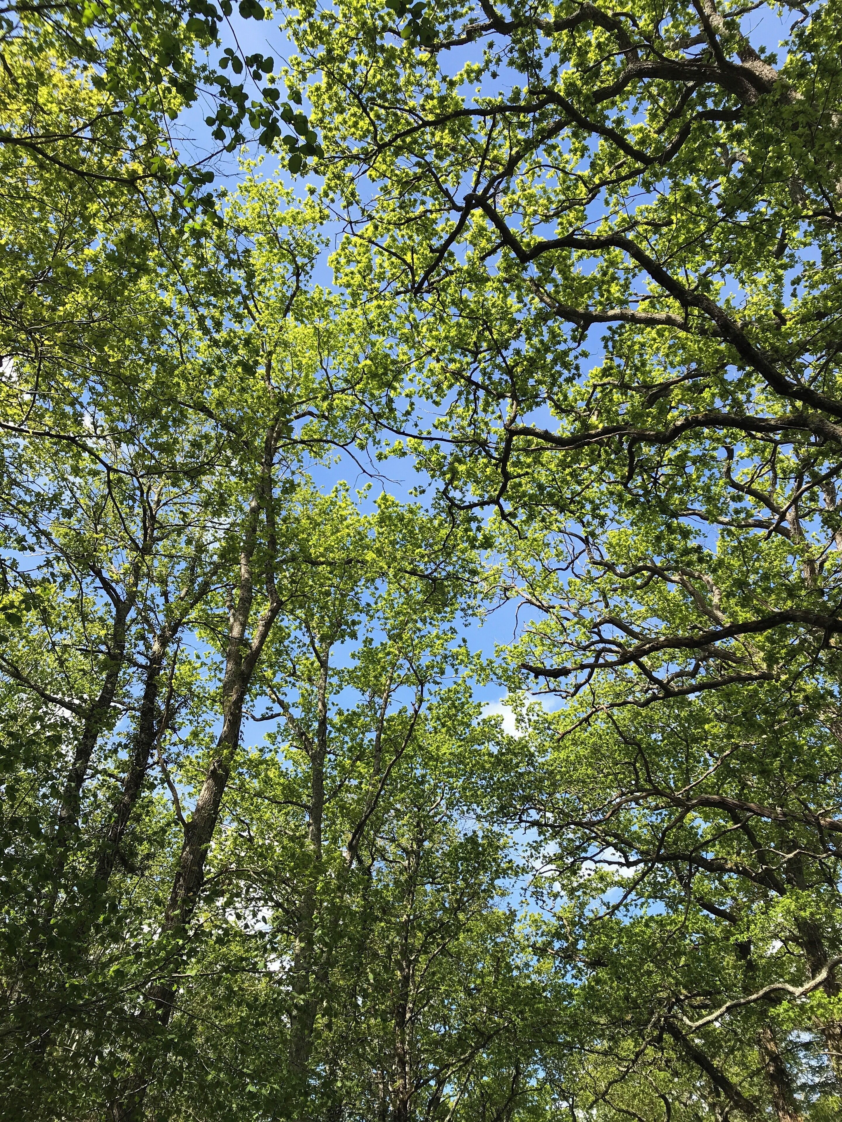Oak trees in the sunshine ♥️🇫🇷