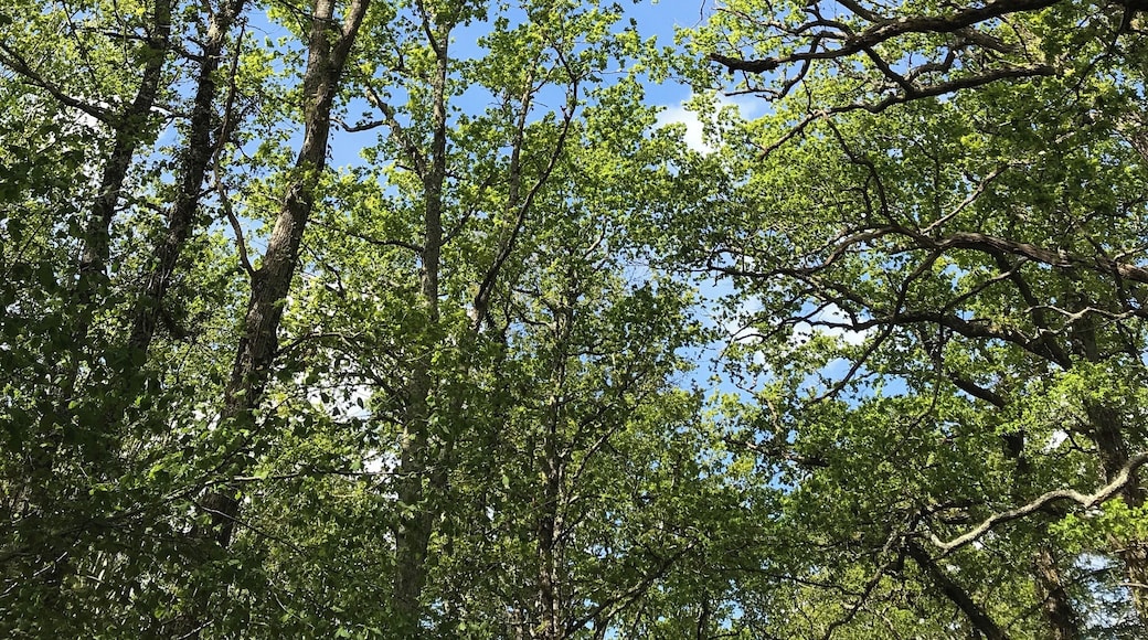 Oak trees in the sunshine ♥️🇫🇷