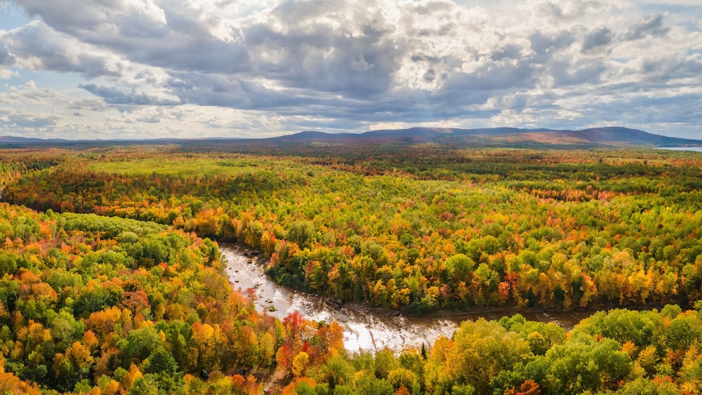 Ein Fluss schlängelt sich durch einen dichten Wald mit Herbstlaub.
