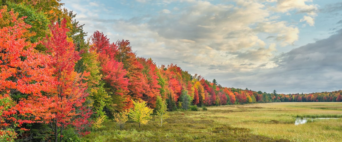 A forest with autumn foliage, a grassy field, and a small body of water.