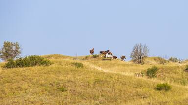 Wild horses at theodore roosevelt national park, North Dakota, USA