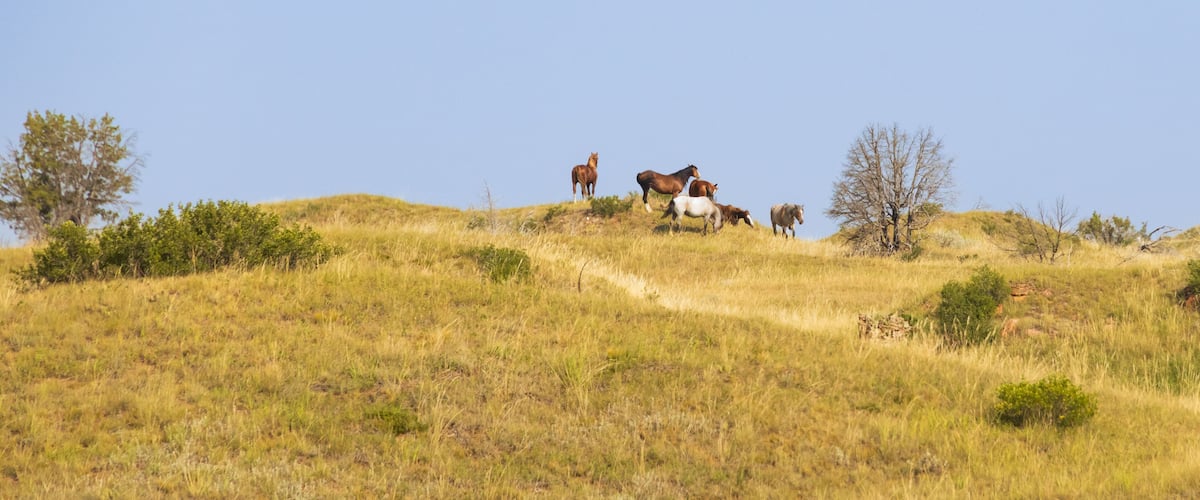 A grassy hill with several horses grazing.