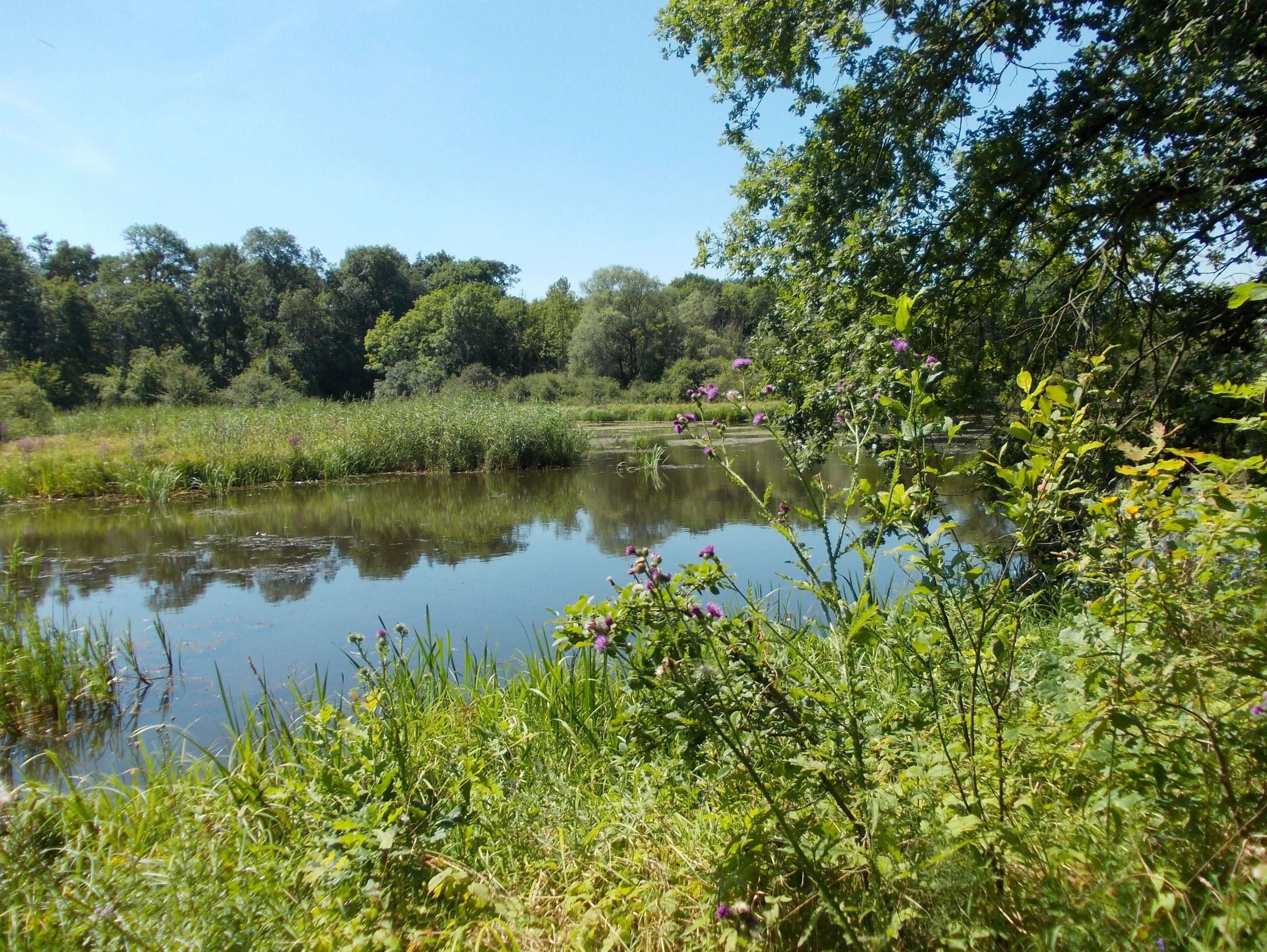 In the eastern part of the "Papitz Puddles", former clay-pits near Schkeuditz (Nordsachsen district, Saxony), now a nature reserve