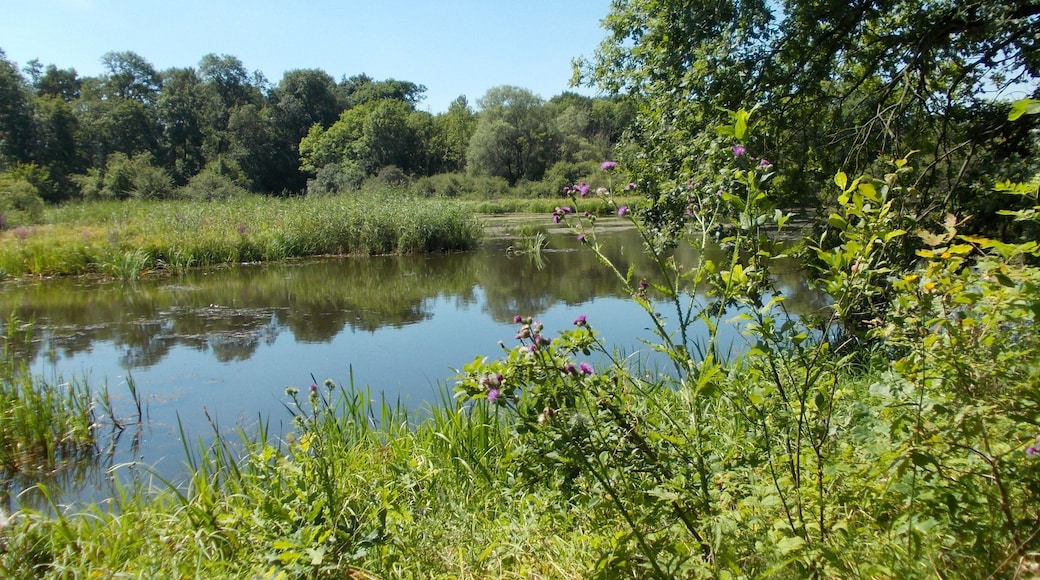 In the eastern part of the "Papitz Puddles", former clay-pits near Schkeuditz (Nordsachsen district, Saxony), now a nature reserve