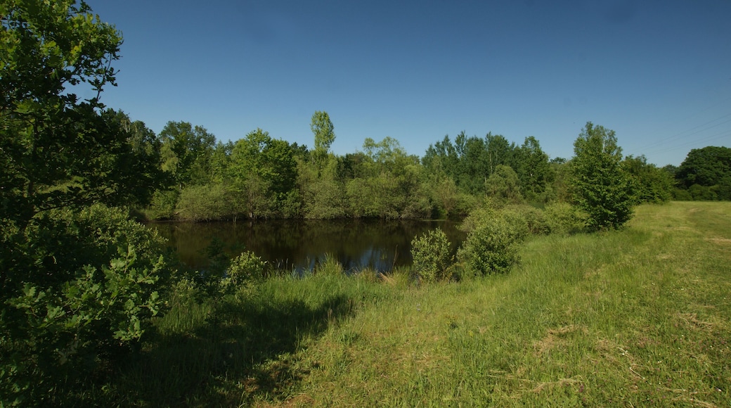 Tümpel im Naturschutzgebiets Luppeaue, westlich von Leipzig (NSG 164527)