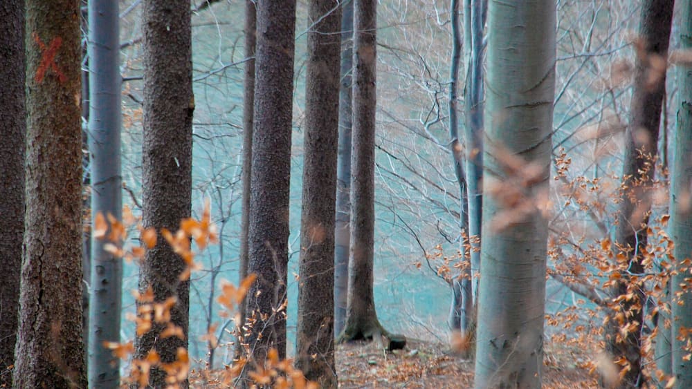 Green and gold hills near Ustroń, Poland. Gray-blue Vistual river in background