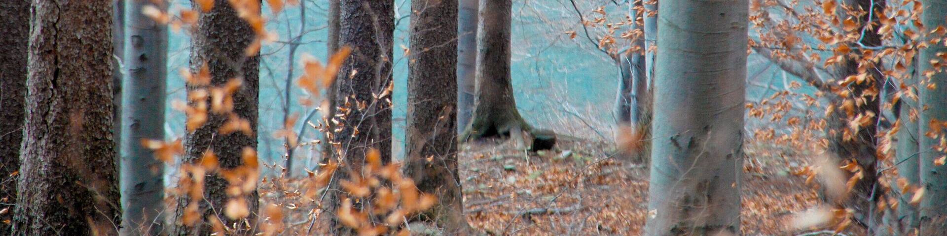 Green and gold hills near Ustroń, Poland. Gray-blue Vistual river in background