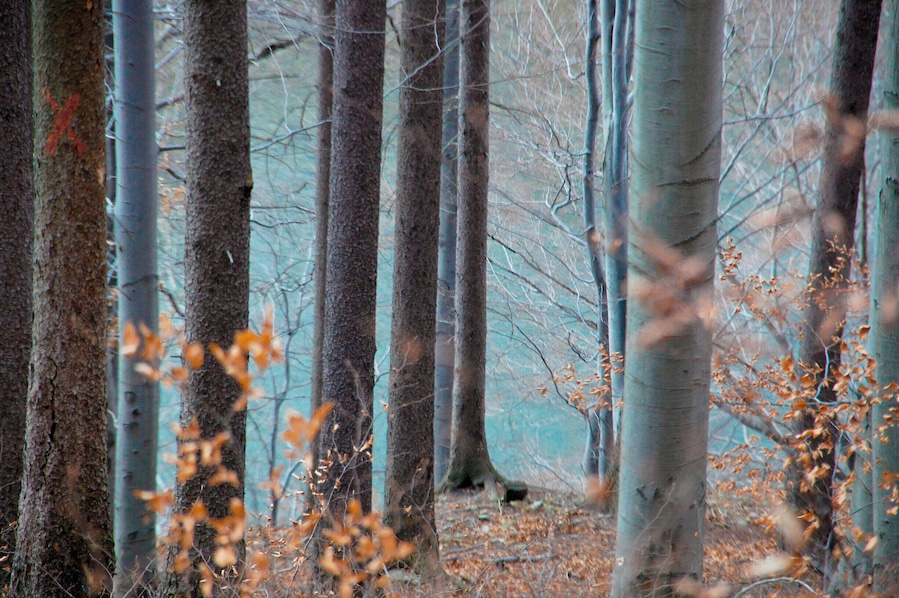 Green and gold hills near Ustroń, Poland. Gray-blue Vistual river in background