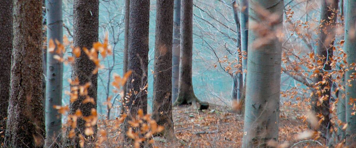 A forest with tall trees and fallen leaves.