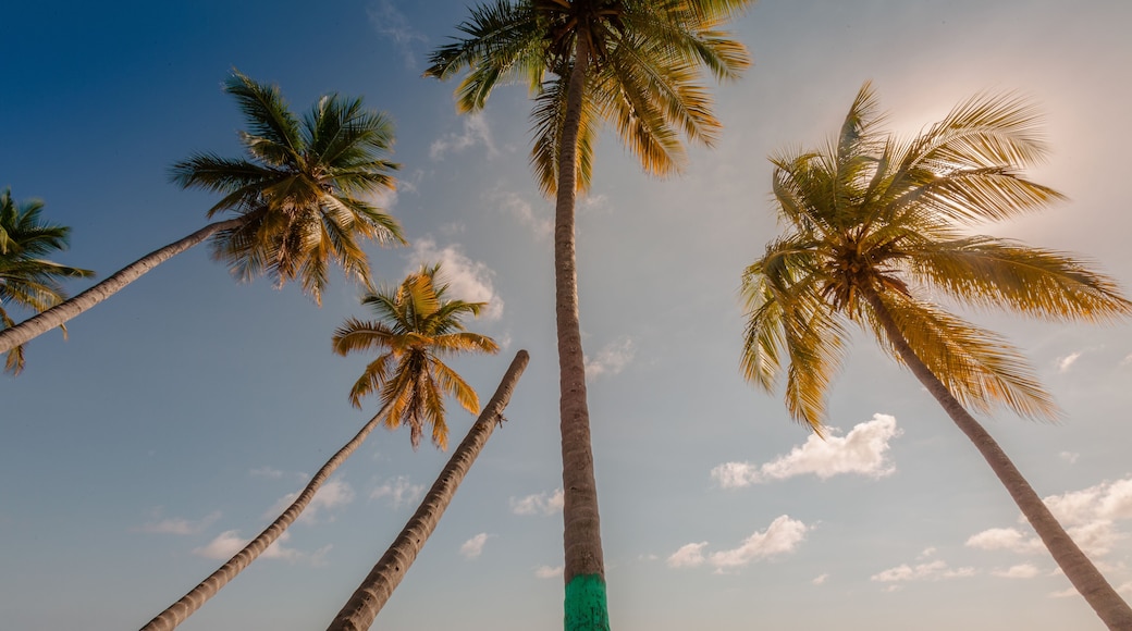 Palm trees at beach in Jacmel, Haiti