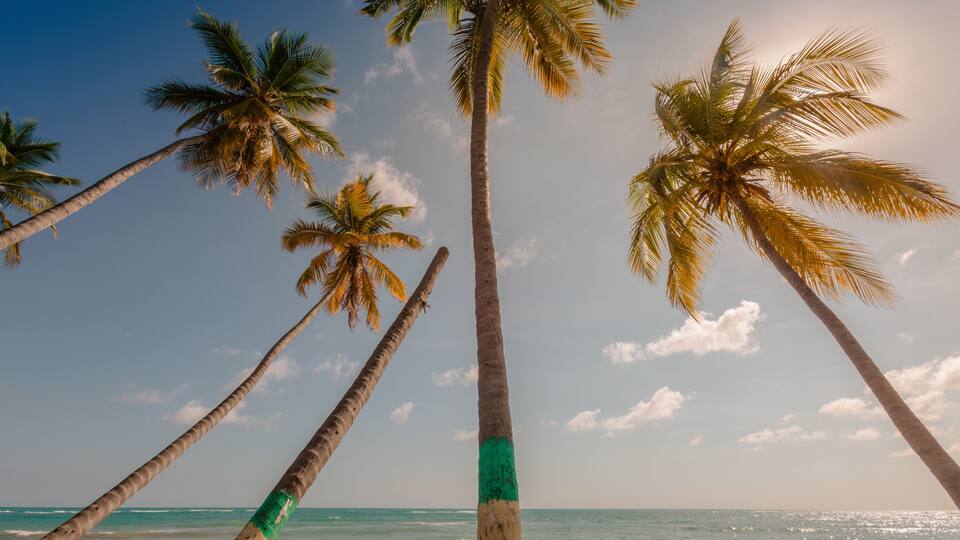 A beach with palm trees and the ocean.
