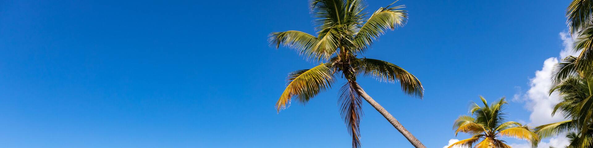 Sainte-Anne, Martinique, FWI - Leaning coconut palm trees in Salines beach. Diamond rock (Le Diamant) in the back