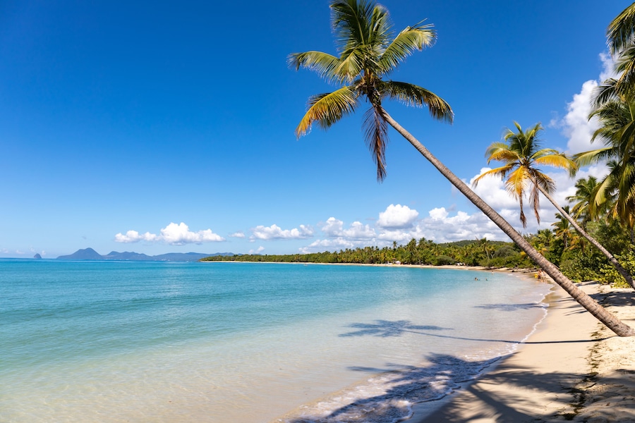 Sainte-Anne, Martinique, FWI - Leaning coconut palm trees in Salines beach. Diamond rock (Le Diamant) in the back