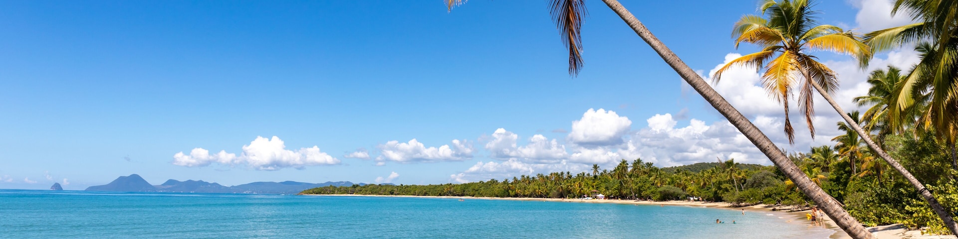 Sainte-Anne, Martinique, FWI - Leaning coconut palm trees in Salines beach. Diamond rock (Le Diamant) in the back