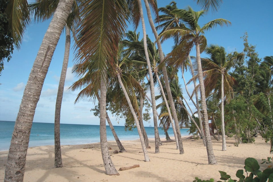 A beach with tall palm trees and a clear blue sky.