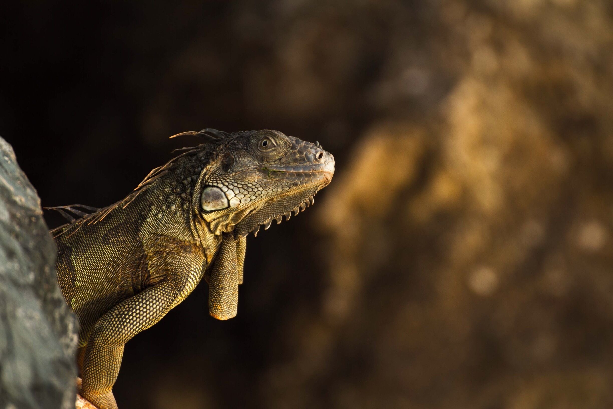 A close-up of a reptile, possibly a monitor lizard, with textured skin and prominent scales.