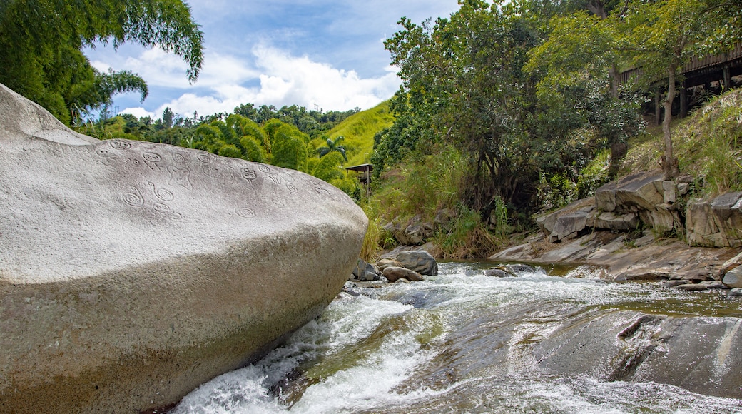 Un río que fluye sobre rocas, rodeado de vegetación exuberante y un puente de madera.