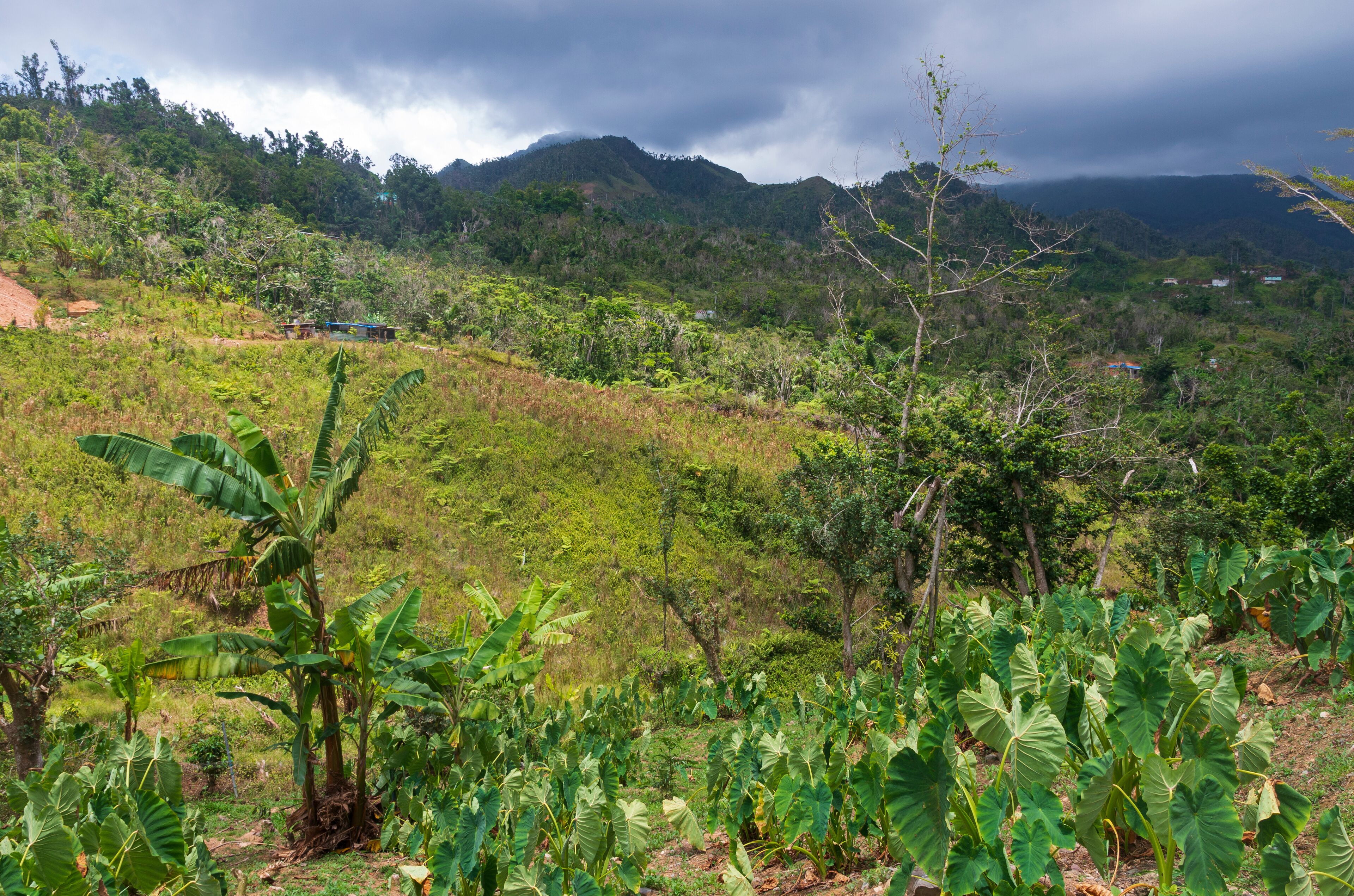 foothills of cordillera central in jayuya