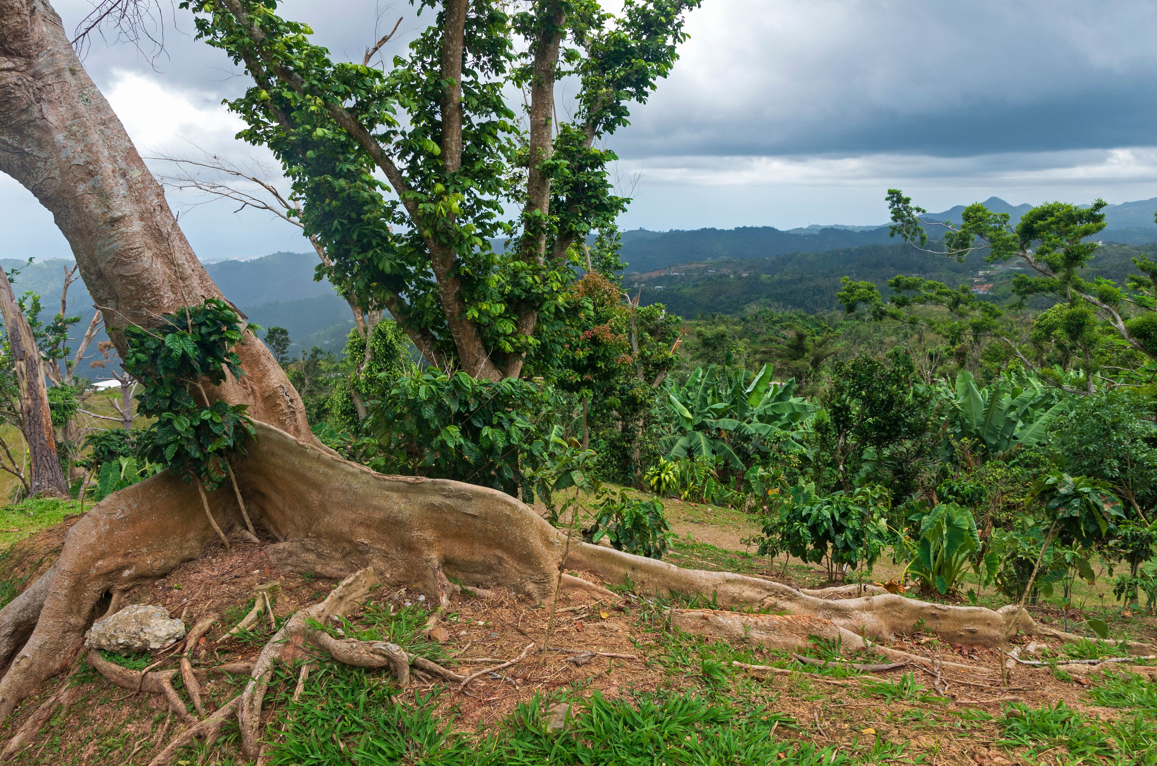 kapok tree or ceiba pentandra and wooded hills