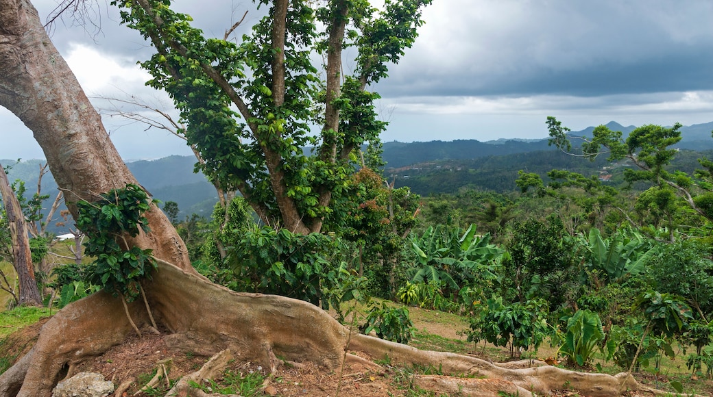 kapok tree or ceiba pentandra and wooded hills