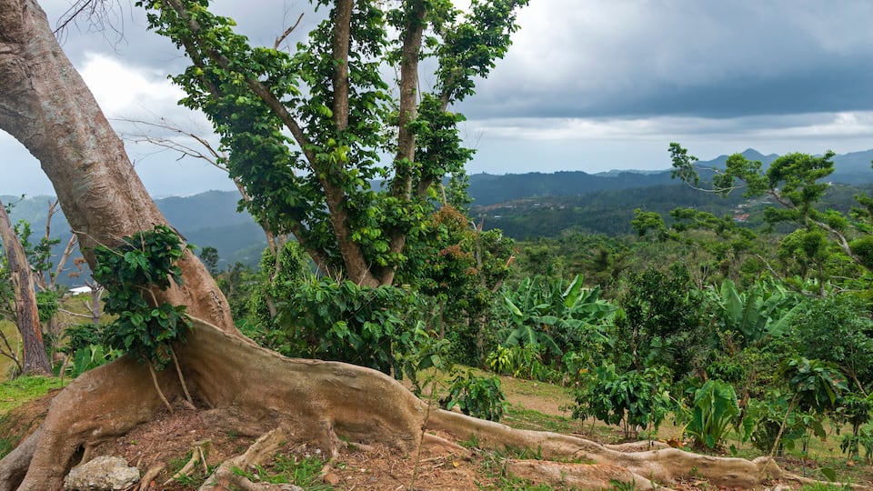 A large tree with extensive roots and a lush green landscape with distant mountains.