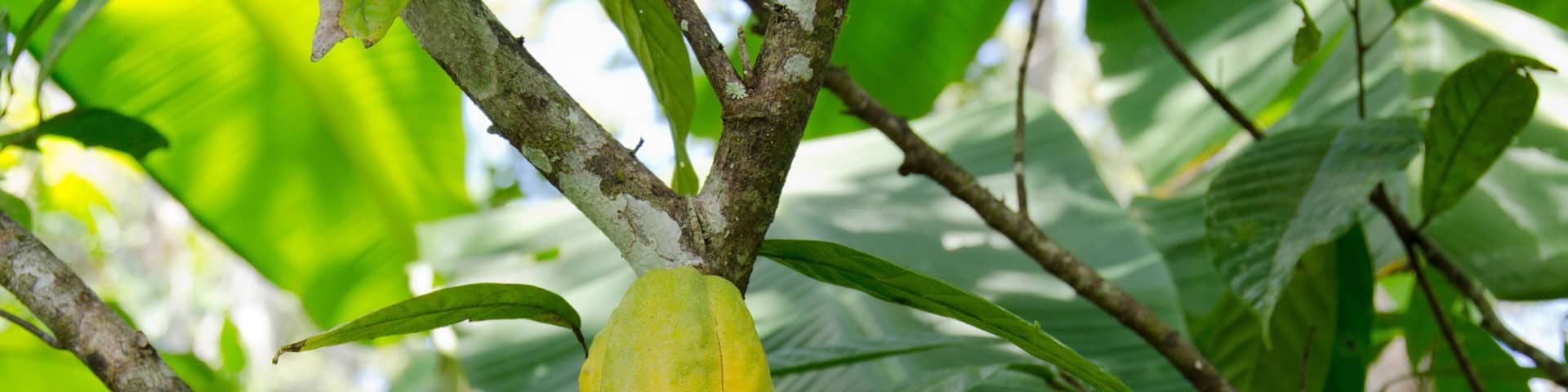 Belize, Punta Gorda, Agouti Cacao Farm. Ripe cacao pod hanging from tree.