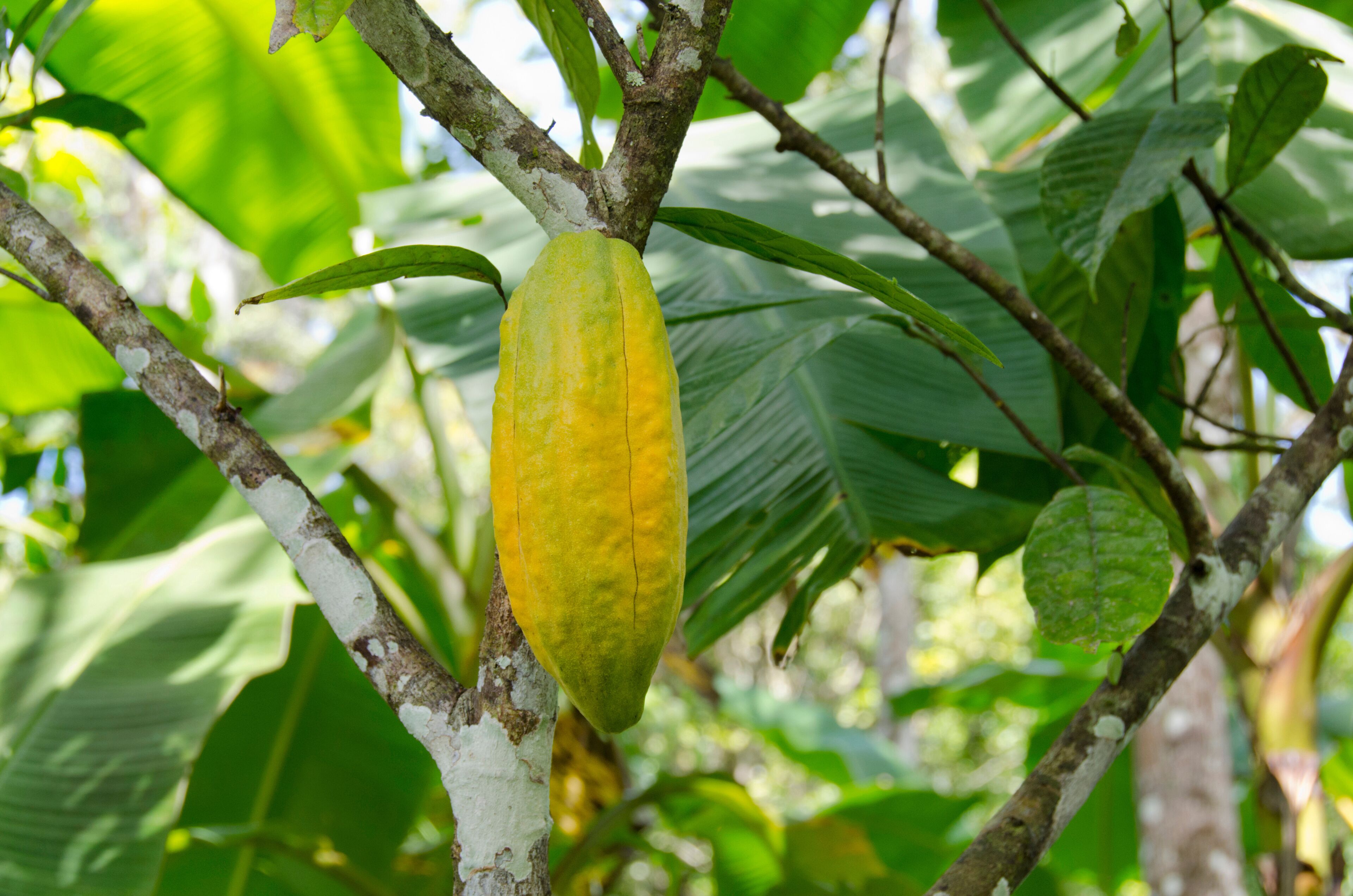 A large, yellow fruit hanging from a tree branch amidst green foliage.